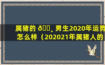 属猪的 🕸 男生2020年运势怎么样（202021年属猪人的全年运势男性）